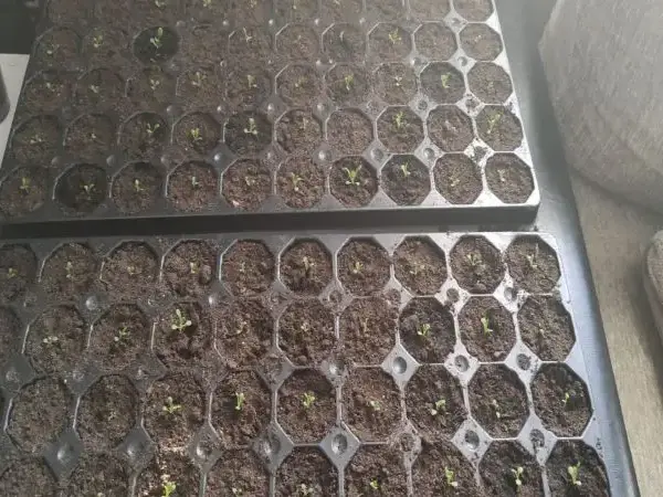 Торф'яні таблетки: як використовувати їх правильно, щоб коріння було не&hellip;