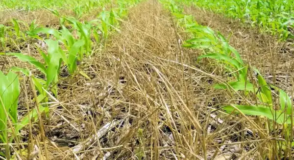 Віктор Філатов: "Природа регулює багато процесів", або Дійсні поради для землі, чергування культур і збору врожаю. 18