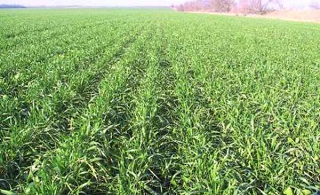 Весняне живлення пшениці