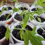 Чому розсада падає: чорна ніжка чи звичайна жадібність