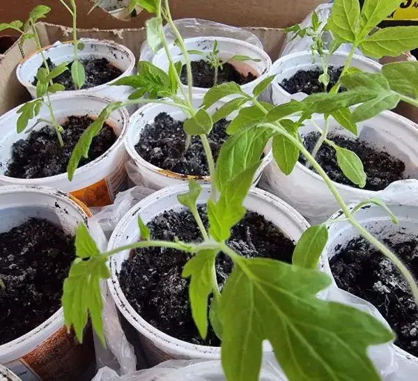 Чому розсада падає: чорна ніжка чи звичайна жадібність