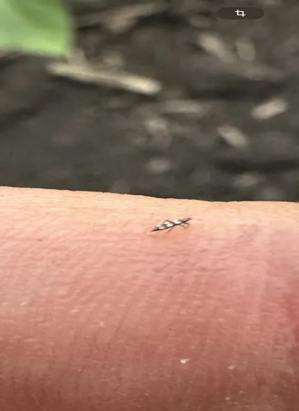 Віктор Філатов: "Природа регулює багато процесів", або Дійсні поради для землі, чергування культур і збору врожаю. 20