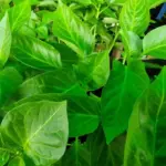 Не пікіруйте так: яку грубу помилку роблять 90% дачників під…