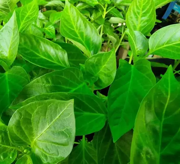 Не пікіруйте так: яку грубу помилку роблять 90% дачників під…