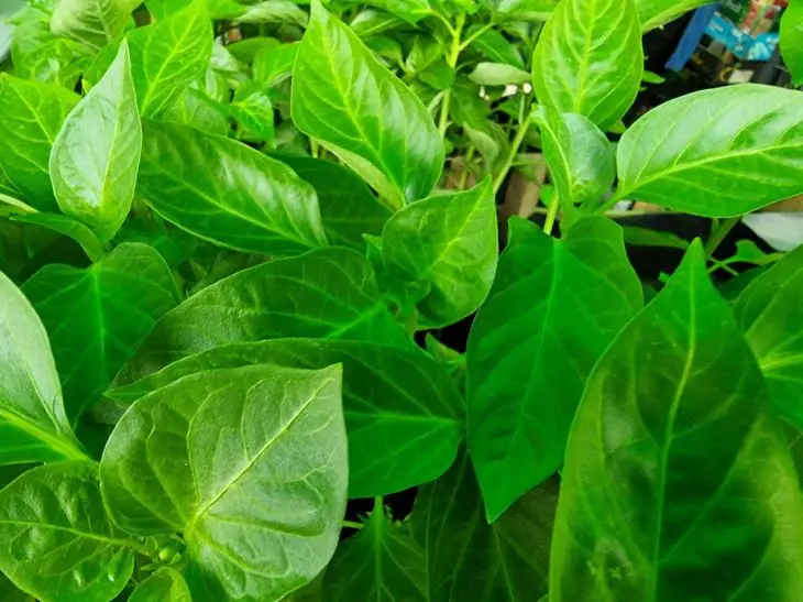 Не пікіруйте так: яку грубу помилку роблять 90% дачників під час пересадки