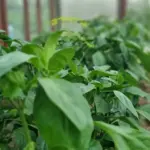 Дріжджове підживлення: навіщо досвідчені дачники напувають розсаду цим хмільним коктейлем