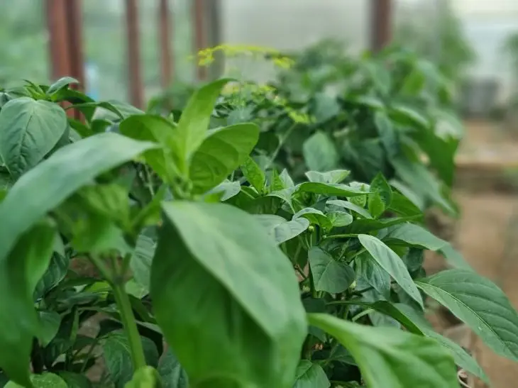 Дріжджове підживлення: навіщо досвідчені дачники напувають розсаду цим хмільним коктейлем