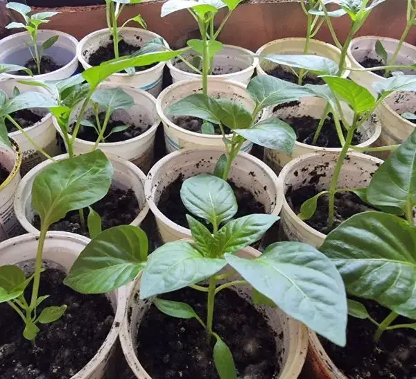 Як змусити перець зійти за 2 дні: терапія для насіння