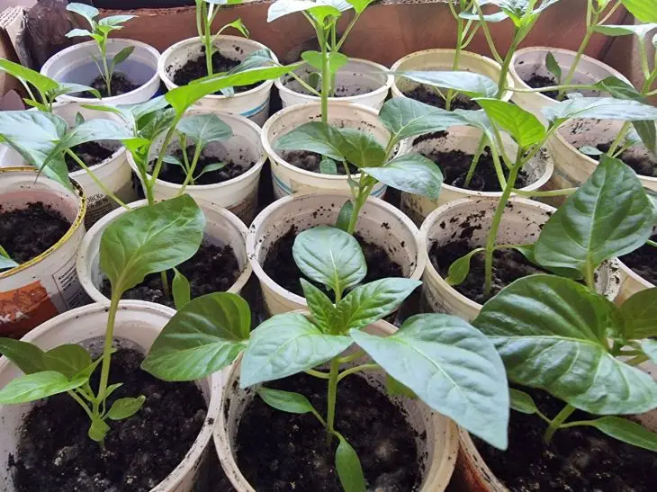 Як змусити перець зійти за 2 дні: терапія для насіння