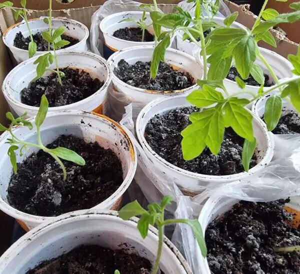 Чому гине розсада: 5 помилок, які роблять 90% дачників