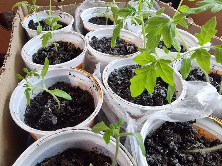 Чому гине розсада: 5 помилок, які роблять 90% дачників