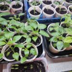 Ідеальний ґрунт: де набрати землі, щоб розсада поперла як на…