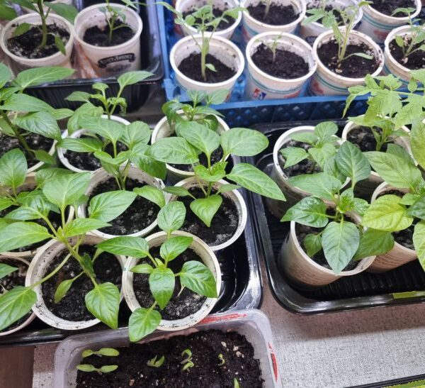 Ідеальний ґрунт: де набрати землі, щоб розсада поперла як на…