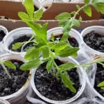 Секрет бабусі: навіщо сіяти помідори в пелюшки з поліетилену