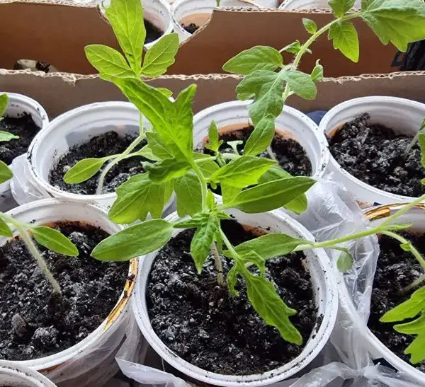 Секрет бабусі: навіщо сіяти помідори в пелюшки з поліетилену