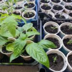 Коли пікірувати перець: правило «золотої середини» для ніжного коріння