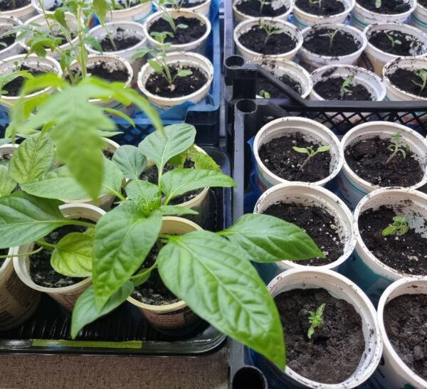 Коли пікірувати перець: правило «золотої середини» для ніжного коріння