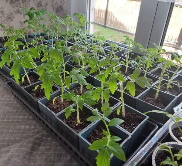 Навіщо розсаді йод: чарівний засіб для майбутнього врожаю