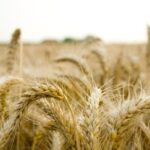 Близькосхідний конфлікт: ризики для 10% агроекспорту України