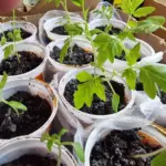 Сіємо правильно: наскільки глибоко закладати насіння томатів і перців у&hellip;