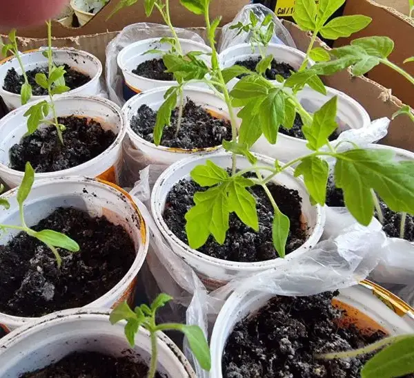 Сіємо правильно: наскільки глибоко закладати насіння томатів і перців у&hellip;