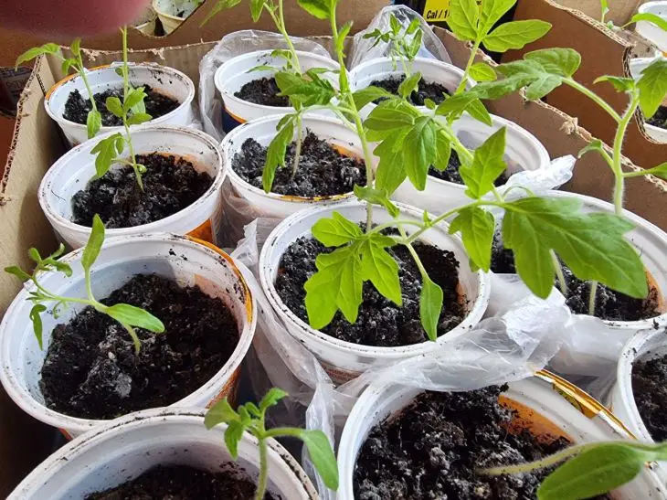 Сіємо правильно: наскільки глибоко закладати насіння томатів і перців у ґрунт