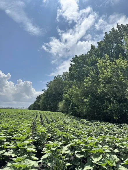 Віктор Філатов: "Природа регулює багато процесів", або Дійсні поради для землі, чергування культур і збору врожаю. 22