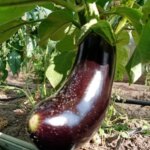 Як часто поливати баклажани: закон «сухого та мокрого»