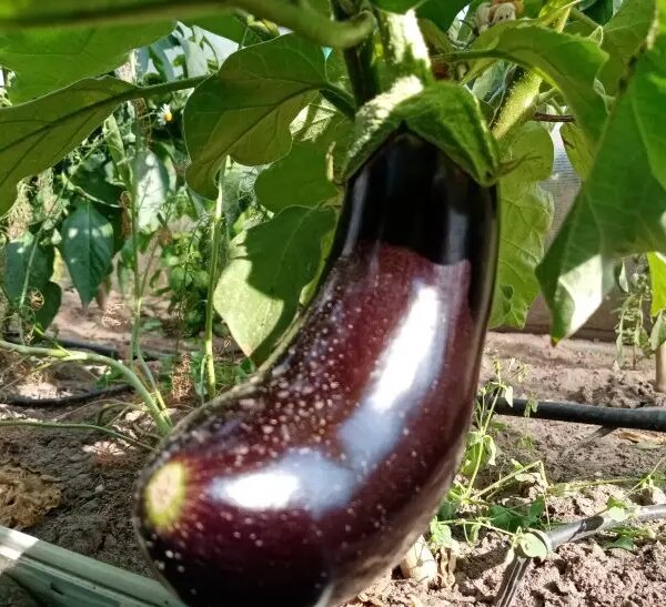 Як часто поливати баклажани: закон «сухого та мокрого»