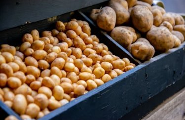 Український ринок картопляного насіння: 70% продукції без сертифікатів