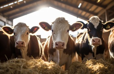 Найбільша концентрація корів в Україні: по регіонах і зміни