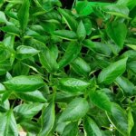 Ідеальний перець: чому не можна загущати посадки і на якій…