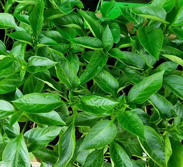 Ідеальний перець: чому не можна загущати посадки і на якій…