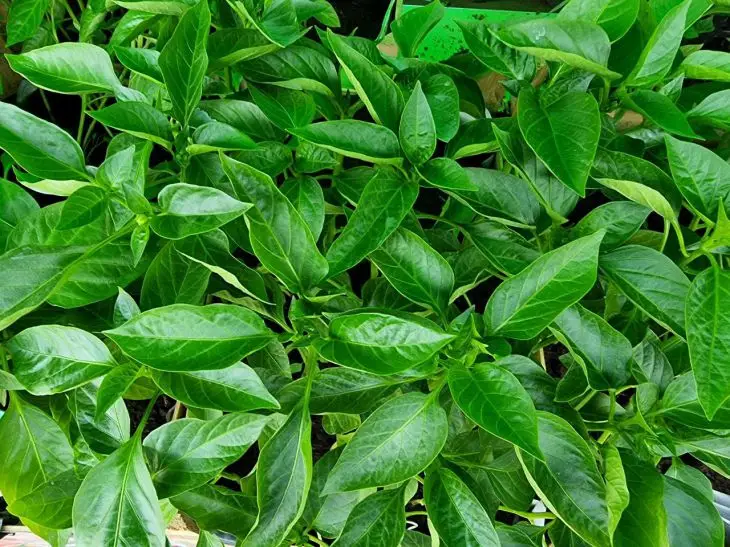 Ідеальний перець: чому не можна загущати посадки і на якій відстані садити насправді рассада