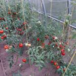 Що робити з пасинками: не викидайте, з них вийде шикарна&hellip;