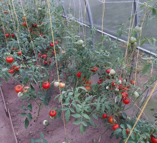 Що робити з пасинками: не викидайте, з них вийде шикарна&hellip;