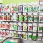 Стимулятор своїми руками: навіщо замочувати насіння у картопляному відварі