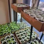 Шкідники поруч: чому мошки в розсаді — вирок і як&hellip;