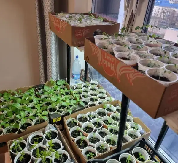 Шкідники поруч: чому мошки в розсаді — вирок і як&hellip;