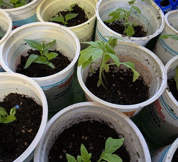 Готуємо склянки: скільки отворів потрібно зробити на дні для ідеального&hellip;