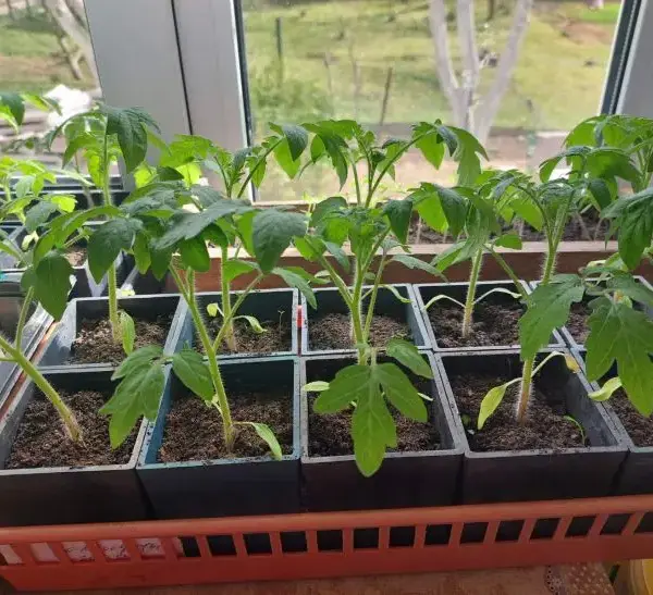 Що класти в лунку під час посадки томатів: копійчаний засіб&hellip;