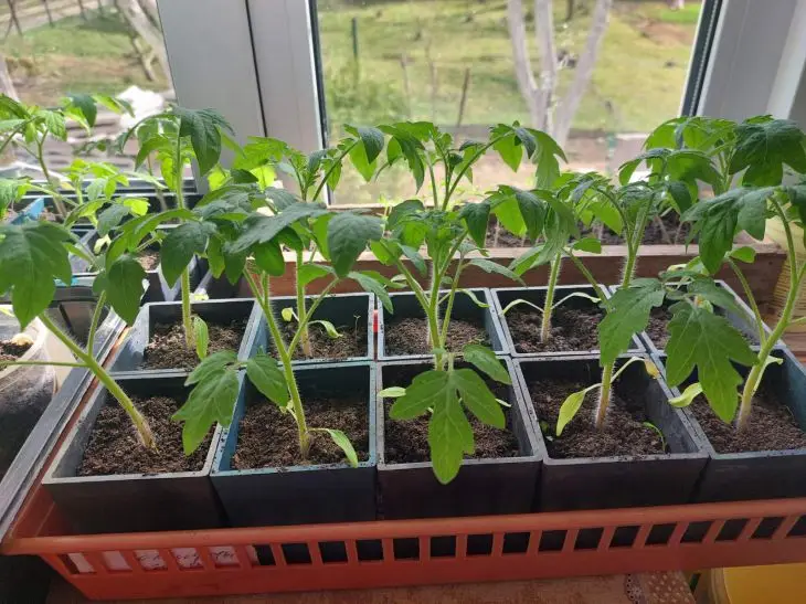 Що класти в лунку під час посадки томатів: копійчаний засіб для солодких плодів