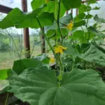 ГОЛОВНА 47 Чому огірки гірчать: стресова ситуація на грядці