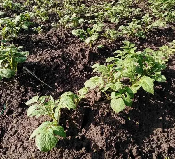 Що трапиться, якщо посадити картоплю поруч із гарбузом: загроза для…