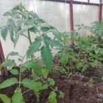 Секрет урожайності: навіщо обривати нижнє листя у розсади томатів при&hellip;