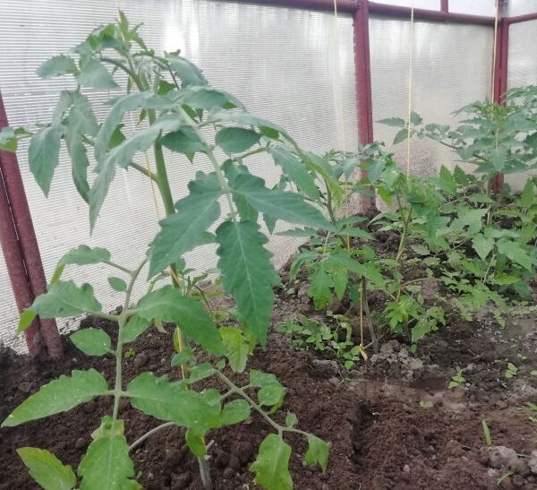 Секрет урожайності: навіщо обривати нижнє листя у розсади томатів при&hellip;