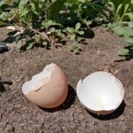 Куди подіти яєчну шкаралупу: не викидайте, якщо виростаєте розсаду