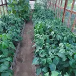 Чому перець не цвіте: ви його просто перегодуєте