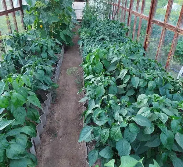 Чому перець не цвіте: ви його просто перегодуєте