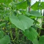 ГОЛОВНА 47 Коли сіяти огірки у відкритий ґрунт: орієнтир на березу та…